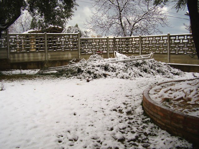 alberi di neve...