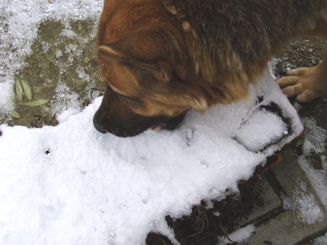 il mio cane che mangia la neve...asd