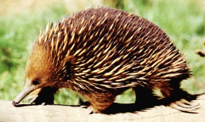 Echidna...