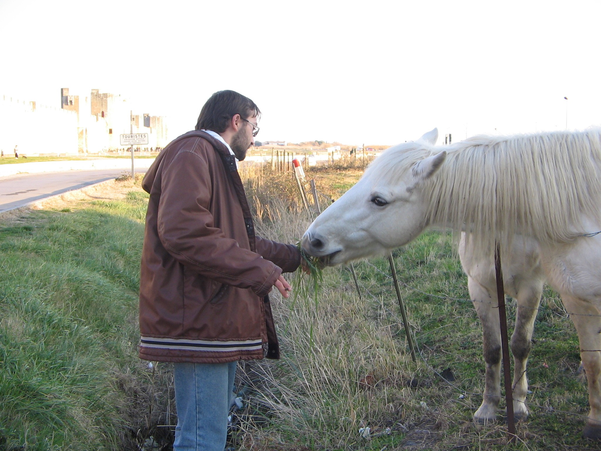 Cavallo goloso(