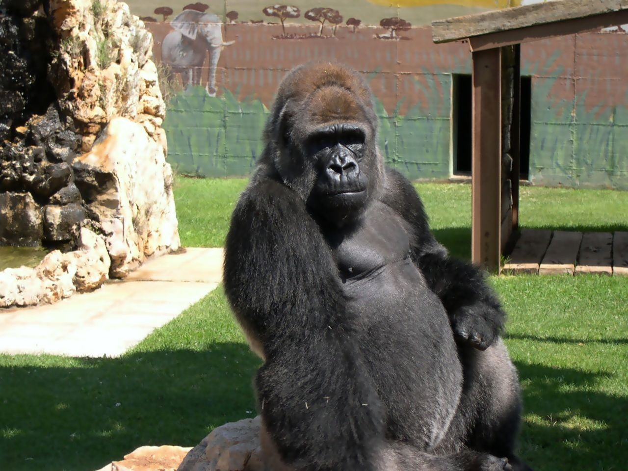 gorilla