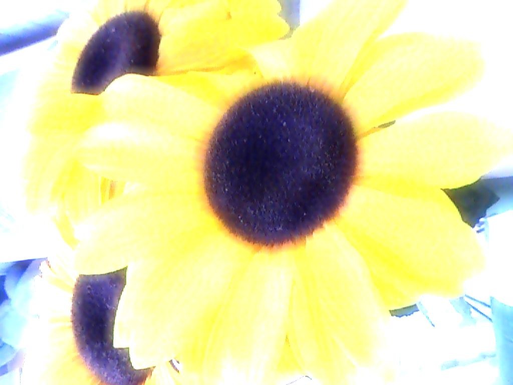 girasoli