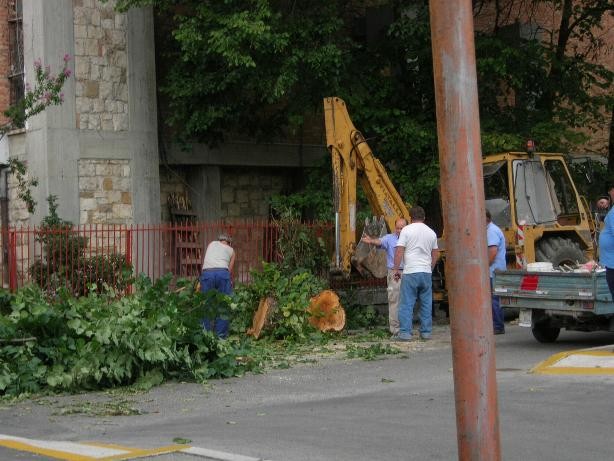 l'albero...a pezzi